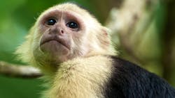Capuchin Monkey (dt)