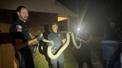 Cibolo, TX, police officers capture a 10-foot pet reticulated python Wednesday that had escaped from its enclosure. Cibolo, TX, police officers capture a 10-foot pet reticulated python Wednesday that had escaped from its enclosure.