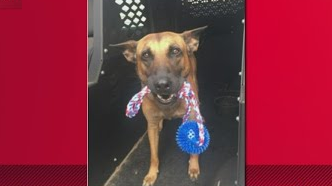 Fla. Police K-9 Killed in Shootout with Suspect | Officer