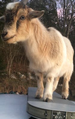 Two goats got into the cruiser of a Madison County, AL, sheriff's deputy Friday, eating his paperwork and creating a mess. Two goats got into the cruiser of a Madison County, AL, sheriff's deputy Friday, eating his paperwork and creating a mess.