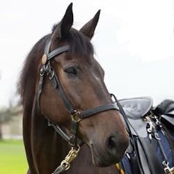 New Orleans police horse Ace. New Orleans police horse Ace.