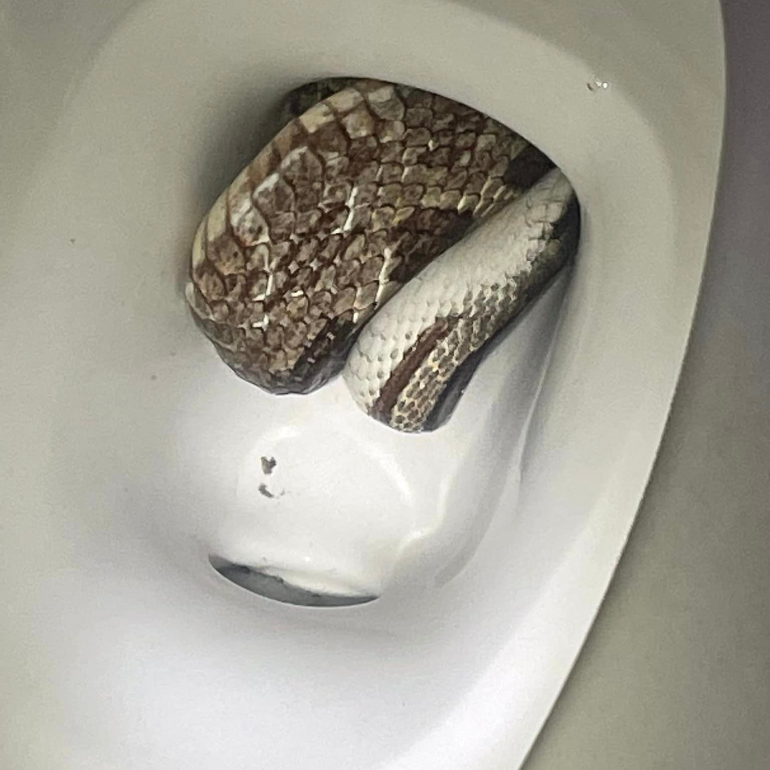 A resident called the Eufaula, AL, Police Department after discovering a large, non-venomous gray rat snake in a toilet Friday.