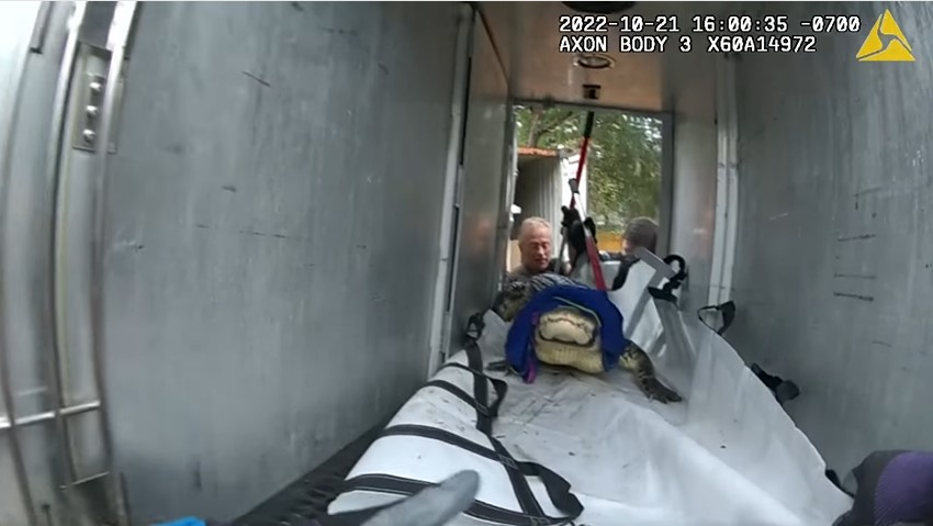 Pierce County, WA, sheriff's deputies work with animal control officers to remove 'Al,' an alligator who was found last week living in a shipping container in Lakebay along with an apparently sick calf