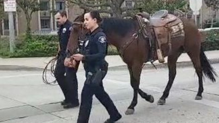 Whittier, CA, police lead away a horse after arrested an allegedly intoxicated man who was accused of 'galloping through traffic' on horseback Saturday.