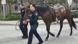 Whittier, CA, police lead away a horse after arrested an allegedly intoxicated man who was accused of 'galloping through traffic' on horseback Saturday. Whittier, CA, police lead away a horse after arrested an allegedly intoxicated man who was accused of 'galloping through traffic' on horseback Saturday.