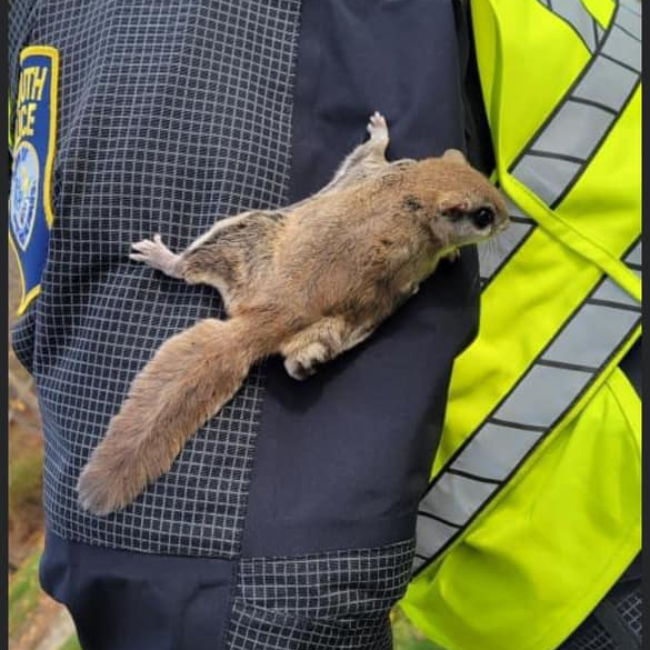 this american life squirrel cop