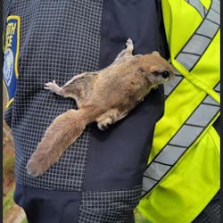 A Plymouth, MA, found himself with an unexpected and unofficial partner when a flying squirrel—who the officer named 'Snookems'—came at him while directing traffic recently. A Plymouth, MA, found himself with an unexpected and unofficial partner when a flying squirrel—who the officer named 'Snookems'—came at him while directing traffic recently.