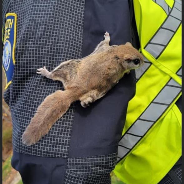 A Plymouth, MA, found himself with an unexpected and unofficial partner when a flying squirrel&mdash;who the officer named &apos;Snookems&apos;&mdash;came at him while directing traffic recently.