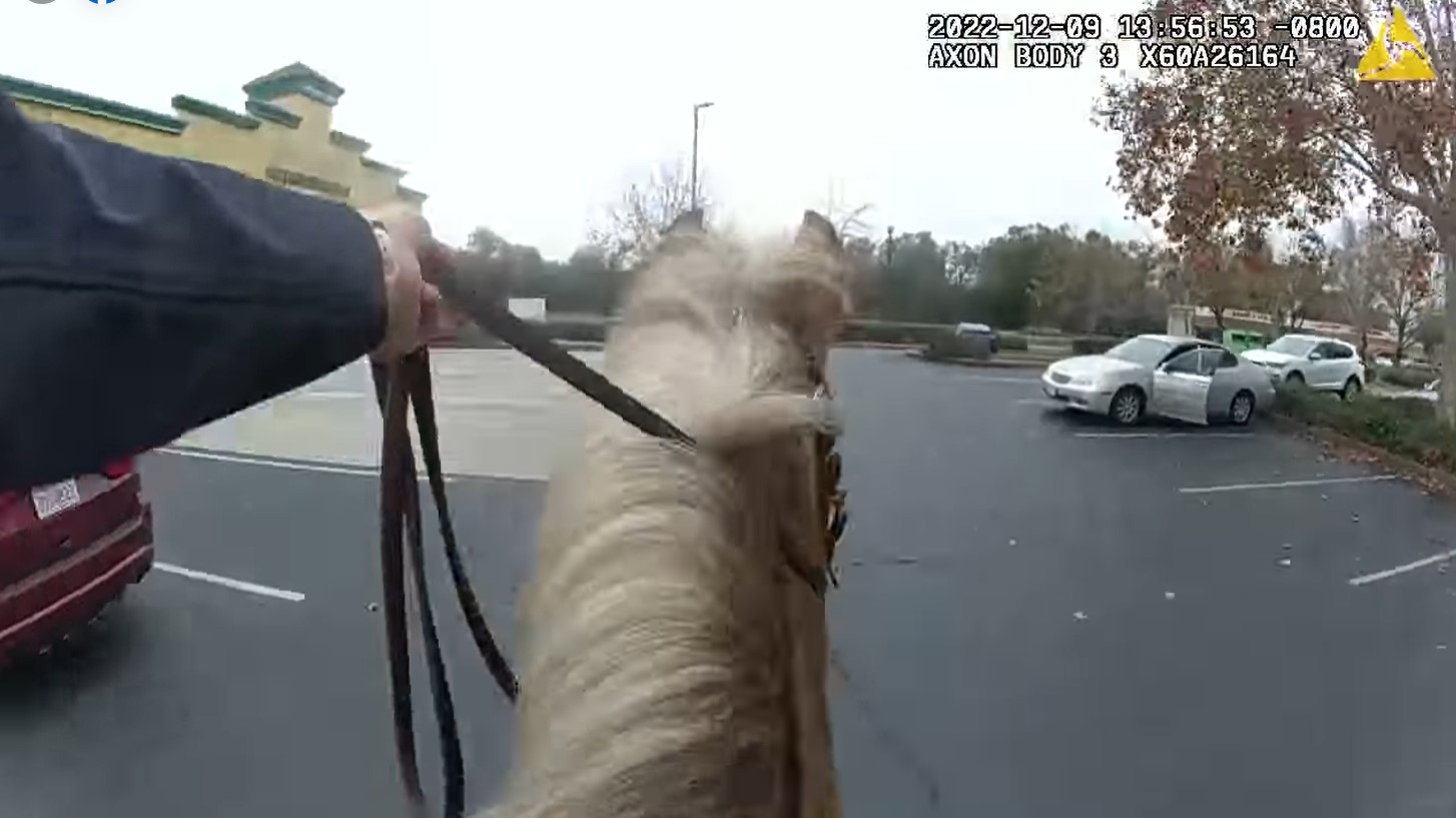 Two members of the Folsom, CA, Police Department's mounted patrol chased down three suspects accused of stealing over $10,000 in merchandise from two stores last week.