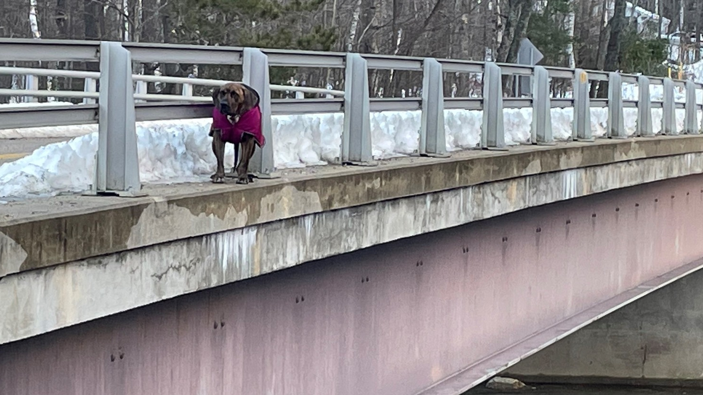 A New Hampshire State Police trooper rescued a stray dog from the edge of an icy bridge over a river in Shelburne on Sunday.