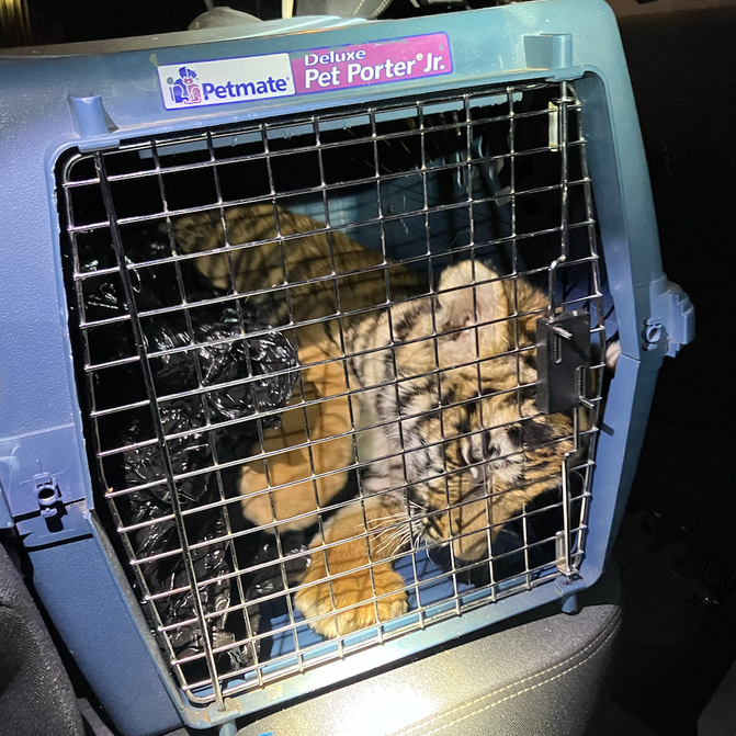 Albuquerque, NM, police officers discovered a Bengal tiger cub in a crate after responding to a convenience store shooting and taking an armed man into custody Tuesday.