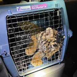 Albuquerque, NM, police officers discovered a Bengal tiger cub in a crate after responding to a convenience store shooting and taking an armed man into custody Tuesday. Albuquerque, NM, police officers discovered a Bengal tiger cub in a crate after responding to a convenience store shooting and taking an armed man into custody Tuesday.