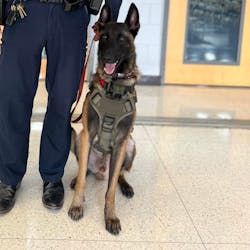 Tilin, a K-9 officer with the Pharr-San Juan-Alamo, TX, Independent School District Police Department. Tilin, a K-9 officer with the Pharr-San Juan-Alamo, TX, Independent School District Police Department.