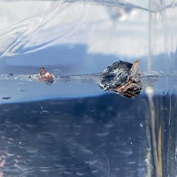 On a couple of shots in the clothing barrier test, not all of the petals created by the skives opened. This caused the bullet to yaw in the direction of the expansion. Only one bullet lost any material in this test, which was only a single skiv, within an inch of the rest of the bullet. The average penetration was 17'. The Nosler ASP rounds gave consistent performance in this medium, and gave us a hint of where this cartridge would be a good fit. On a couple of shots in the clothing barrier test, not all of the petals created by the skives opened. This caused the bullet to yaw in the direction of the expansion. Only one bullet lost any material in this test, which was only a single skiv, within an inch of the rest of the bullet. The average penetration was 17'. The Nosler ASP rounds gave consistent performance in this medium, and gave us a hint of where this cartridge would be a good fit.