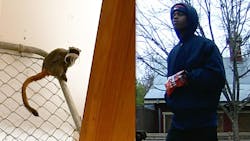 The announcement came hours after police asked for the public’s help identifying a man believed to have information about the monkeys. The announcement came hours after police asked for the public’s help identifying a man believed to have information about the monkeys.