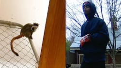 The announcement came hours after police asked for the public&rsquo;s help identifying a man believed to have information about the monkeys.