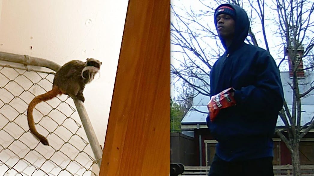 The announcement came hours after police asked for the public’s help identifying a man believed to have information about the monkeys. The announcement came hours after police asked for the public’s help identifying a man believed to have information about the monkeys.