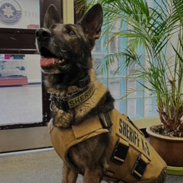 Jefferson County Sheriff K-9 Graffit. Jefferson County Sheriff K-9 Graffit.