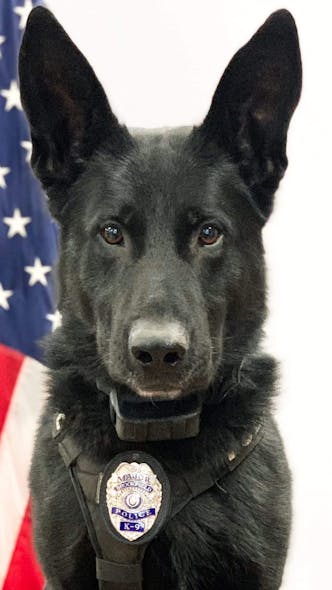 Brookfield, CT, Police K-9 Major.