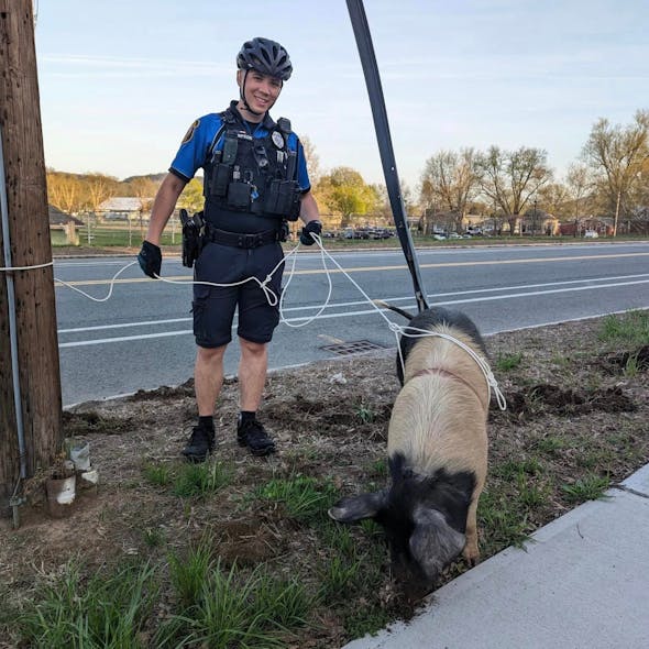 Northampton, MA, police put out an A.P.B.—All Pig Bulletin—for a 'large wandering pig' in the area last week. Northampton, MA, police put out an A.P.B.—All Pig Bulletin—for a 'large wandering pig' in the area last week.