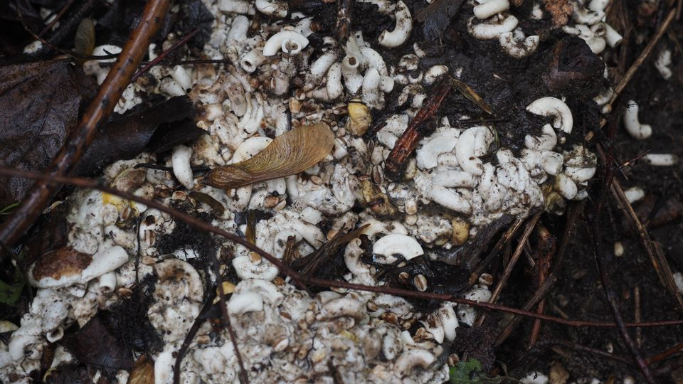 Nearly 500 pounds of uncooked pasta was dumped along a stream in Old Bridge, NJ.
