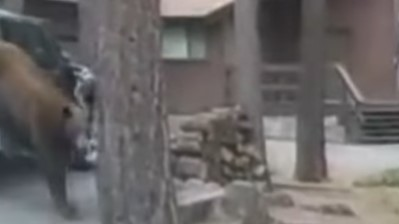 Washoe County, NV, sheriff's deputies used an ingenious plan to free a bear trapped in a car in Lake Tahoe.