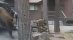 Washoe County, NV, sheriff's deputies used an ingenious plan to free a bear trapped in a car in Lake Tahoe.