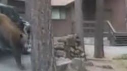 Washoe County, NV, sheriff's deputies used an ingenious plan to free a bear trapped in a car in Lake Tahoe. Washoe County, NV, sheriff's deputies used an ingenious plan to free a bear trapped in a car in Lake Tahoe.