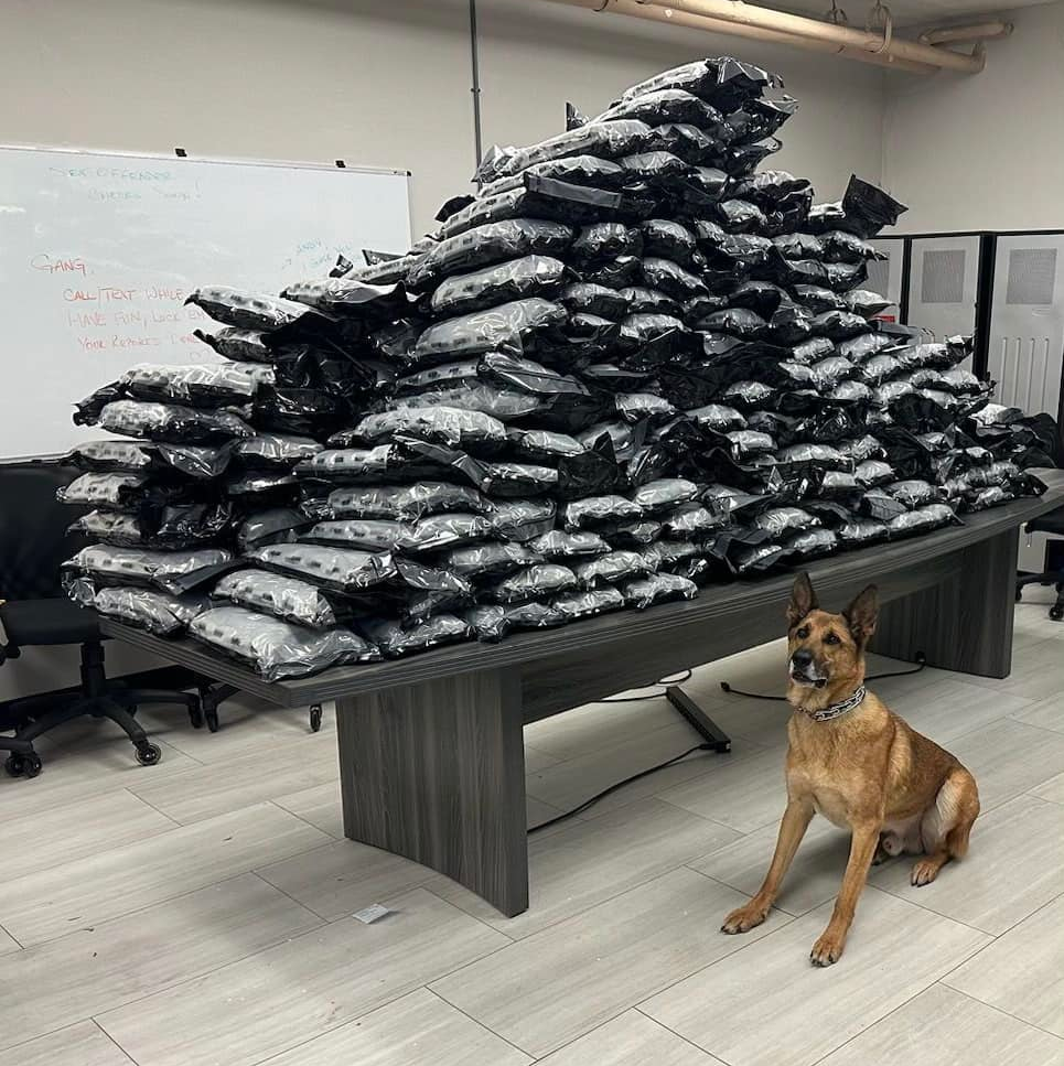 Rocco, a K-9 who has been with the Blue Island, IL, Police Department for only three months, helped seize nearly 500 pounds of marijuana in a massive drug bust last week