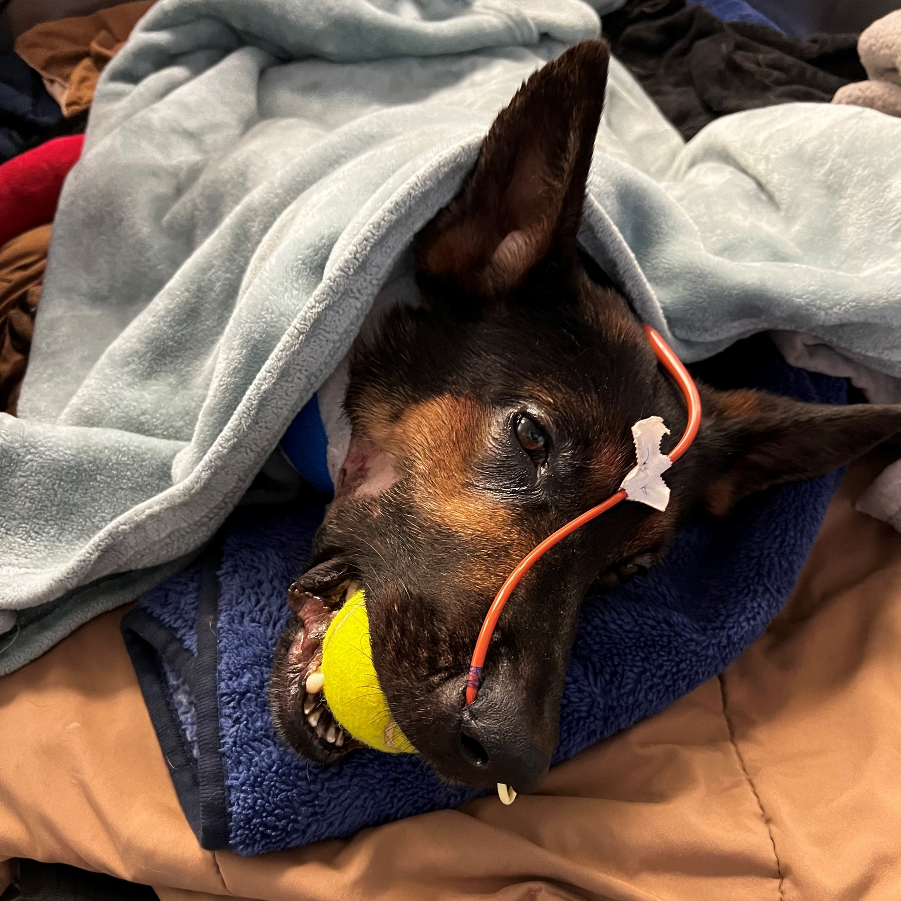 A Fond du Lac County, WI, Sheriff's Office K-9 was seriously wounded Saturday in an exchange of gunfire between a deputy and a suspect in a vehicle.