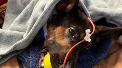 A Fond du Lac County, WI, Sheriff's Office K-9 was seriously wounded Saturday in an exchange of gunfire between a deputy and a suspect in a vehicle.