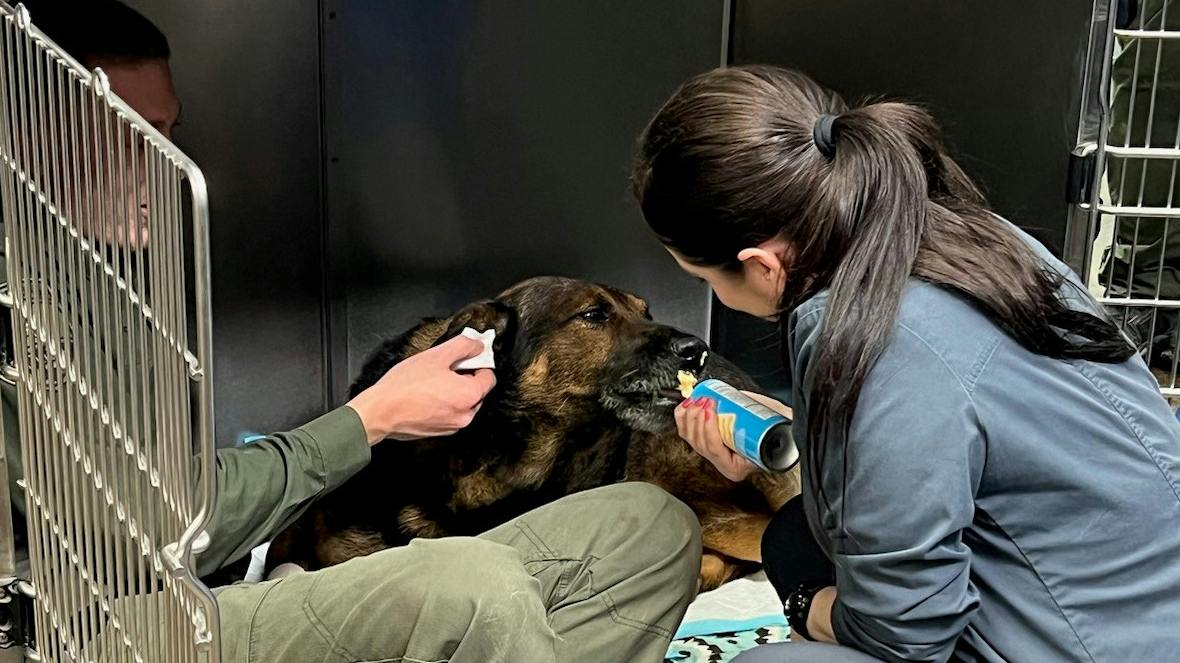 Weatherford Police K-9 Jack is recovering after being shot by a suspect during a confrontation.