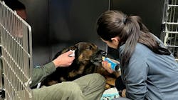 Weatherford Police K-9 Jack is recovering after being shot by a suspect during a confrontation. Weatherford Police K-9 Jack is recovering after being shot by a suspect during a confrontation.