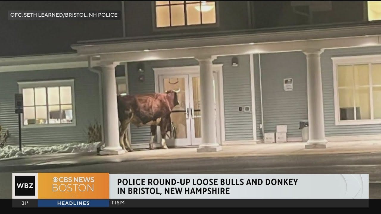 Officer helps corral stray donkey and bulls outside New Hampshire health center
