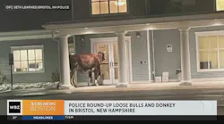 Officer helps corral stray donkey and bulls outside New Hampshire health center