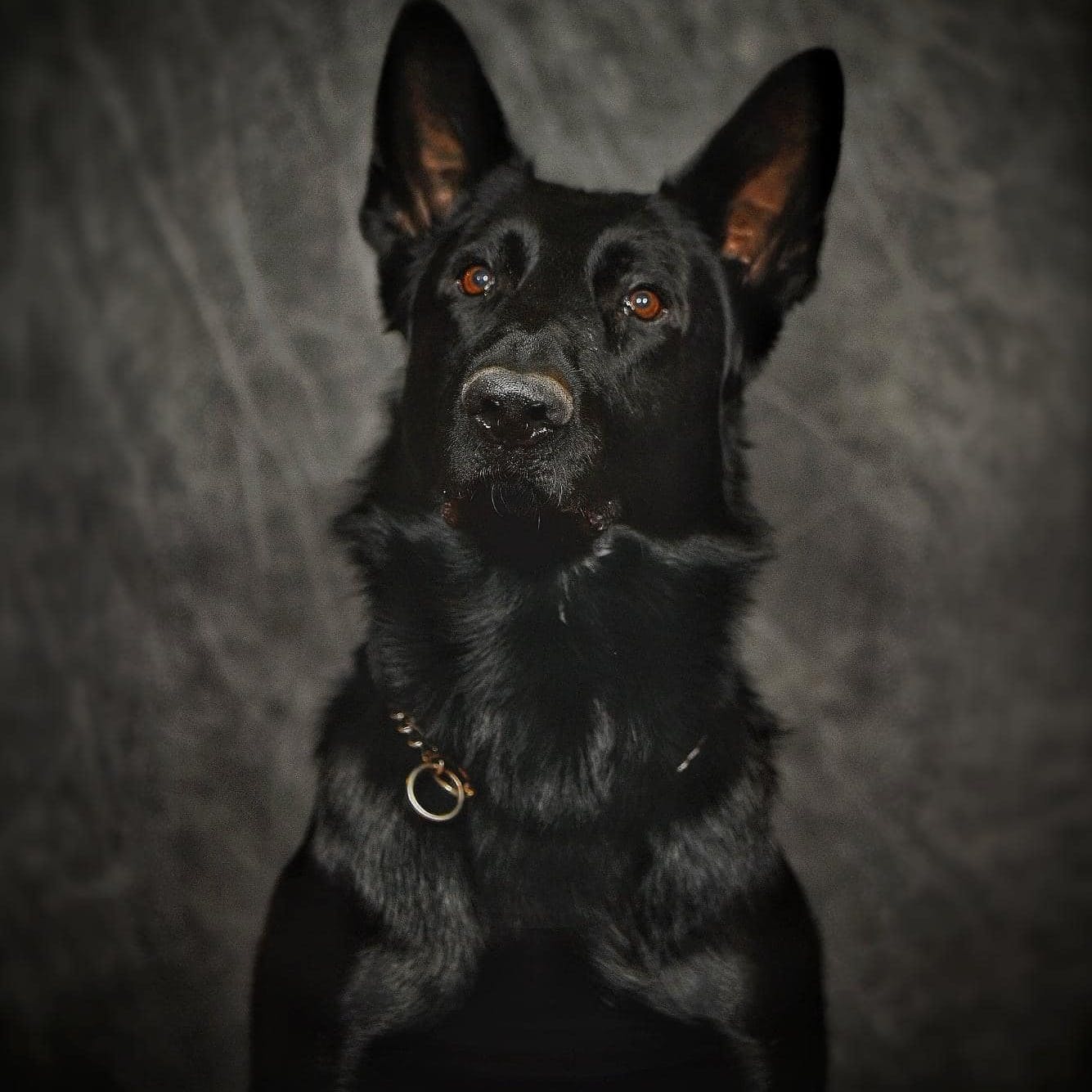 Man Indicted in Crash that Killed Ohio Police K-9, Injured 2 Officers - Vimarsana News