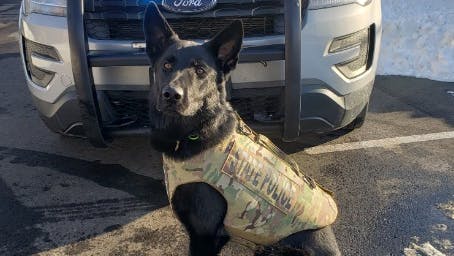 Conn. State Police K-9 Shot, Killed while Troopers Served Warrants - Vimarsana News