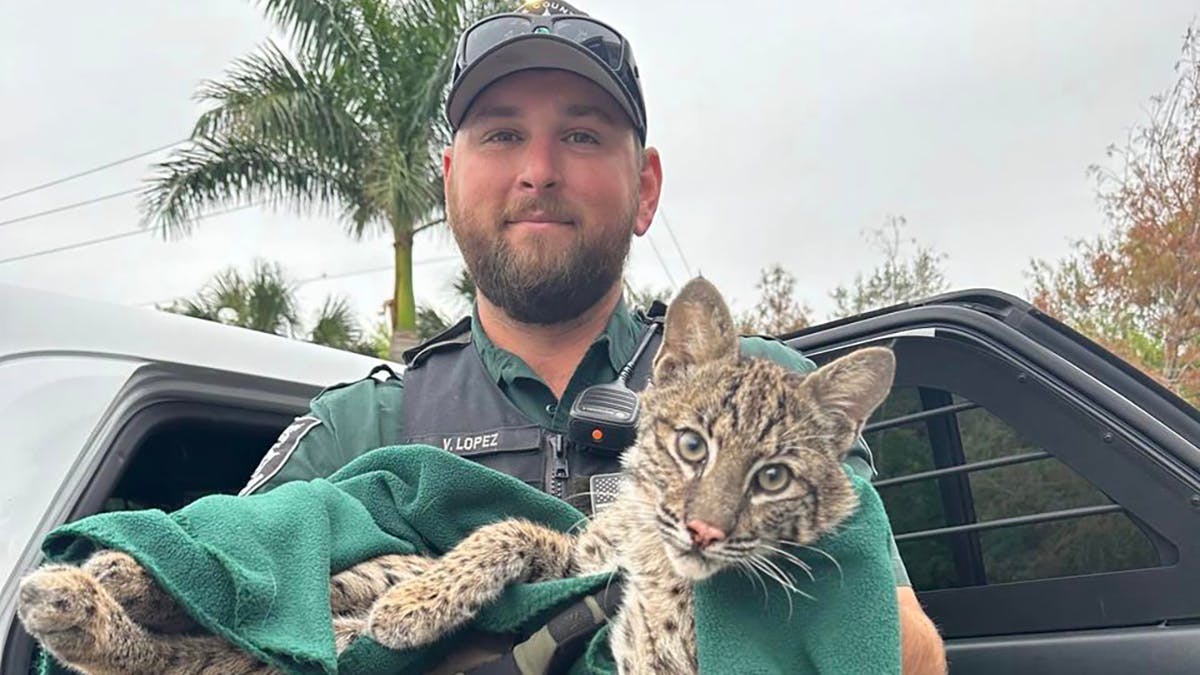 Florida Sheriff's Deputy Bravely Helps Injured Bobcat - Vimarsana News