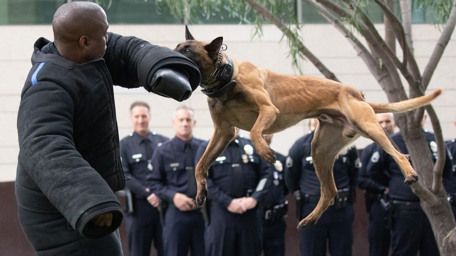 Report: California Police Dog Attacks Linked to Lack of Regulation - Vimarsana News