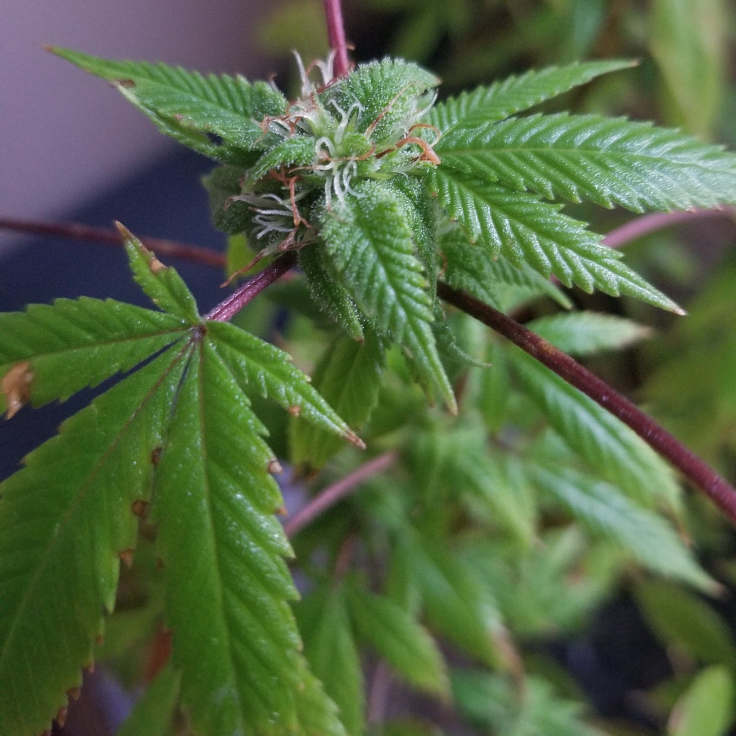 Board Considers Lowering Marijuana Use Limit for Ariz. Police Recruits - Vimarsana News