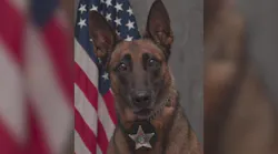 Rockford K9 dead, suspect wounded in police shootout