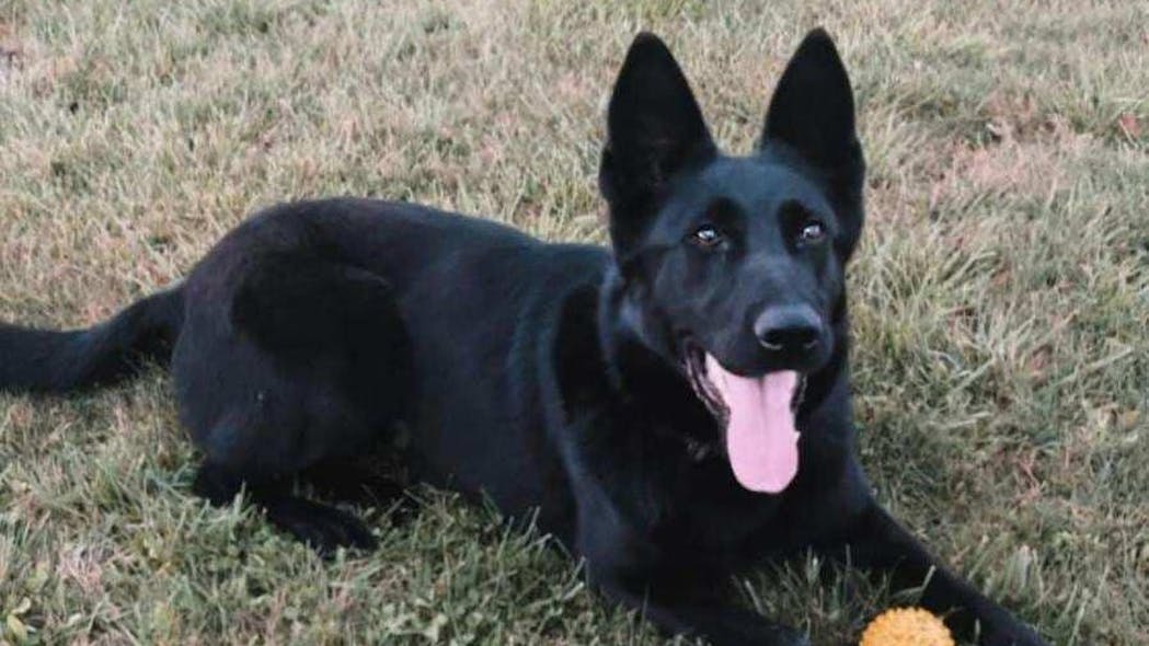 Shadow, a K-9 with the Cumberland County, TN, Sheriff&apos;s Office.