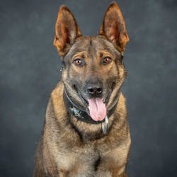 Leo, a K-9 with the Marion County, FL, Sheriff&apos;s Office.