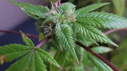 marijuana_plant_dt