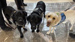 K-9 Officer Jules of the Southern Connecticut University Police (left), K-9 Hodges of the Waterford Police Department (center) and K-9 officer Clifton of the Simsbury Police Department (right) in Hartford on Thursday for a public hearing on S.B. No. 339.