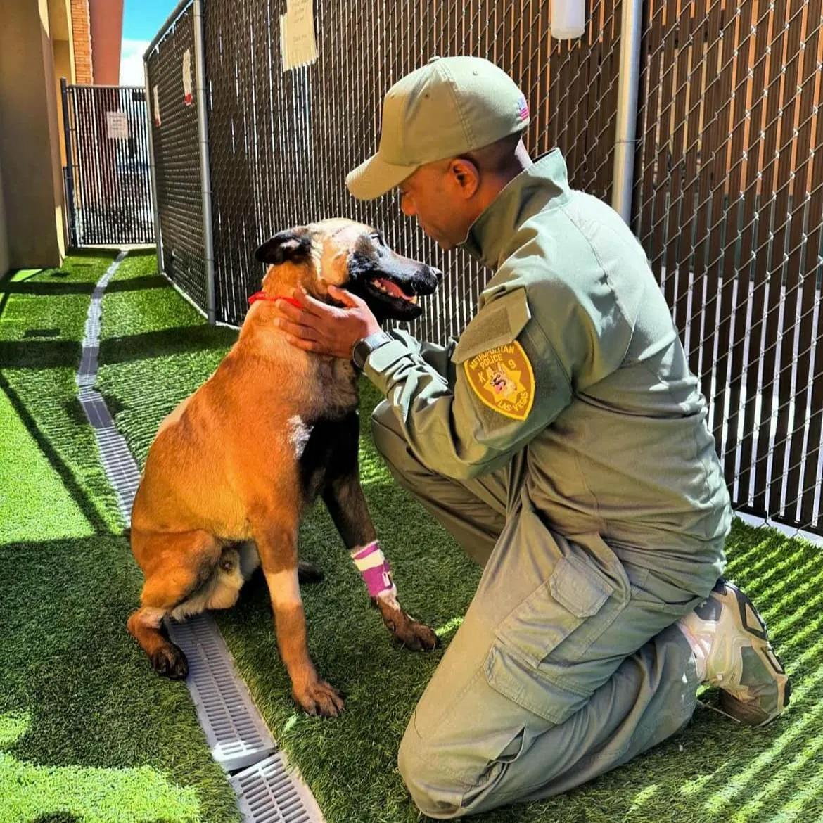 Las Vegas Police K-9 Recovering after Stabbing During Standoff - Vimarsana News