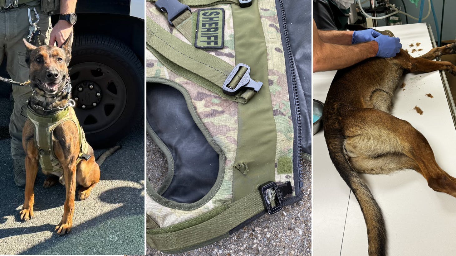 Los Angeles Sheriff's Department Special Enforcement Bureau K-9 Kjeld was saved by its ballistic vest after being shot and wounded by a suspect the night of April 17.