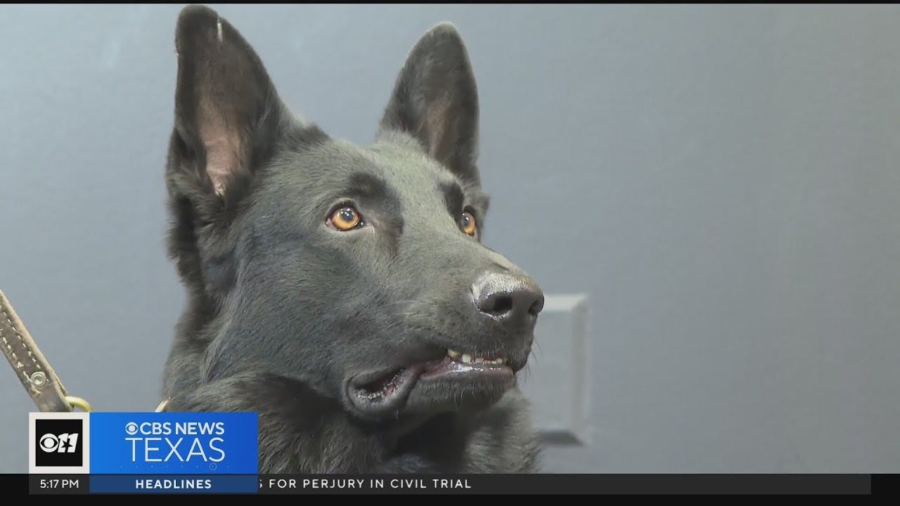 Shelter Dog Becomes Texas Police K-9 | Officer