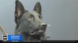 Shelter dog becomes Fort Worth police K-9 officer