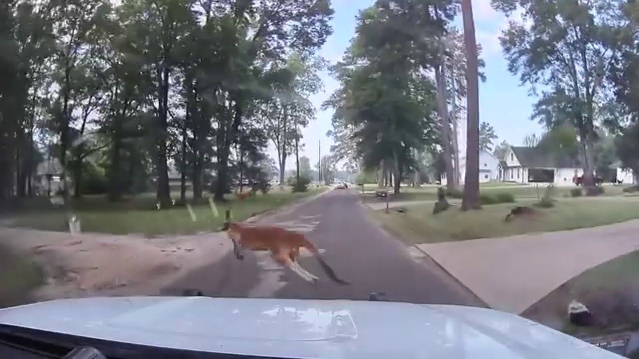 Escaped Kangaroo perplexes residents, police in Lufkin
